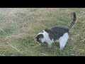 トイレの後始末するメタボ猫