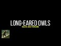 Long-Eared Owls (Calderdale)