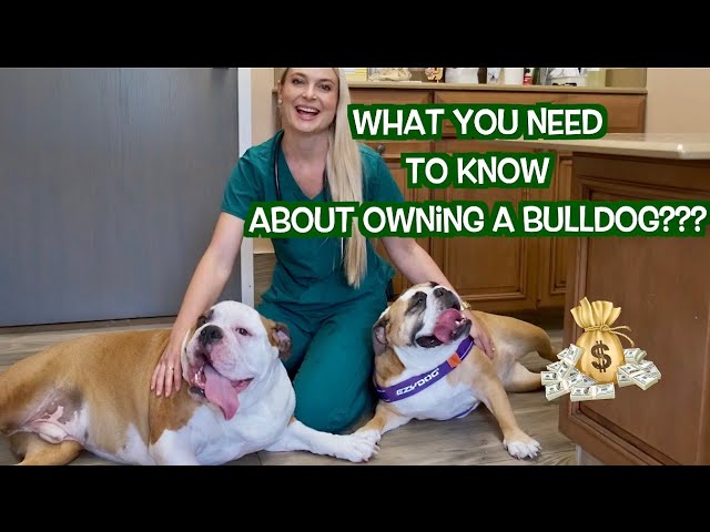 i want to buy a bulldog