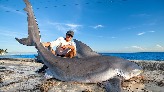 GIANT Blacktip Shark Catch Clean Cook! 