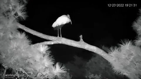 Wood Stork In the Back Pine Tree  12/23/22  19:16