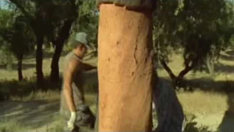 Cork Harvesting