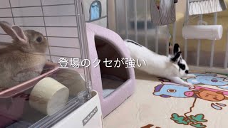 クセが強いうしちゃん【うさぎとの暮らし・ライオンラビット】