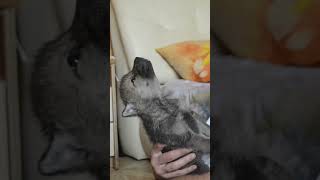 Man Teaches Wolf Pup How To Howl!