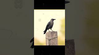 3 Anokhe Global Facts! 🌍 #shorts #crow #ants #facts