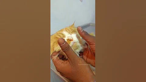 Video 3469931: persian cat pets, persian cat food, pet grooming, bath grooming