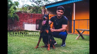 Living With American Doberman | Best Guard Dog | Better Than European? | American Show Line Dog