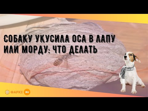 Собаку в лапу укусила пчела что делать в домашних условиях