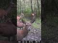ŁANIE JELENIA!! #fotopułapka #deer #zwierzaki #wildlife #nature #animals #las #deerseason #forest