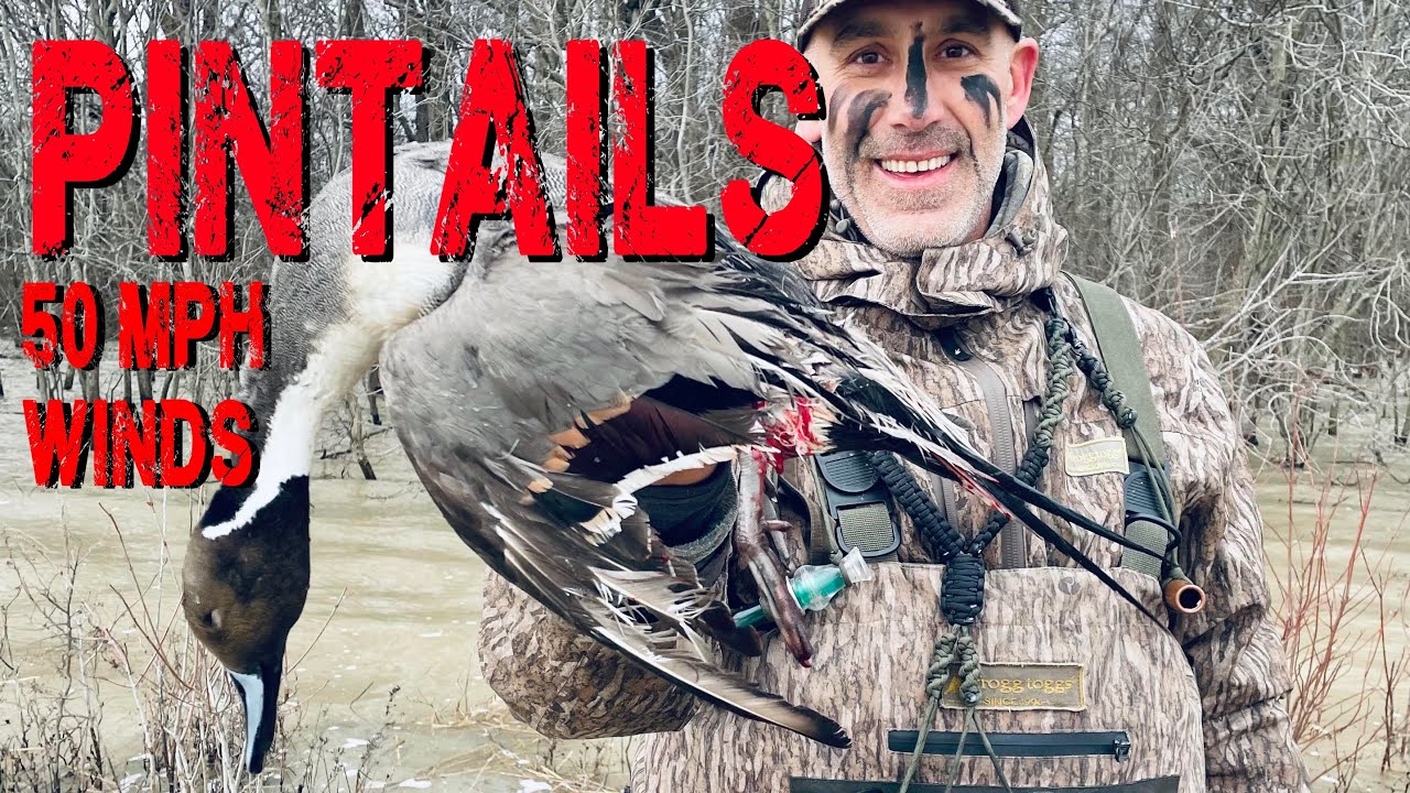 Arkansas Duck Hunting | Northern Pintails  | Delta Thunder Outfitters