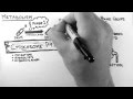 Pharmacokinetics 4 - Metabolism