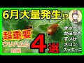 ウリハムシ対策にお悩みの方必見!4つの簡単な方法で問題解決!