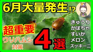 ウリハムシ対策にお悩みの方必見！4つの簡単な方法で問題解決！