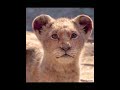 Kiara Meets Young Simba In Live Action Kiara Simba Liveaction Lionking Kmb Short Kiara Meets Young Simba In Live Action Kiara Simba Liveaction Lionking Kmb Short