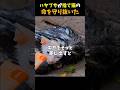 ハヤブサが捨て猫の命を守り抜いた結末とは? #感動する話 #泣ける話 #shorts