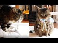 おもちゃを咥えたねこ。-Maru&Hana hold each favorite toy in their mouth.-
