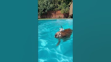 Cat Rides on Swimming Dog’s Back || ViralHog
