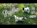 ALL ABOUT THE PAPILLON | FRENCH BUTTERFLY EAR DOG | MEET THE DOGS | DOG GUY DARIN |PAPILLON DOG INFO