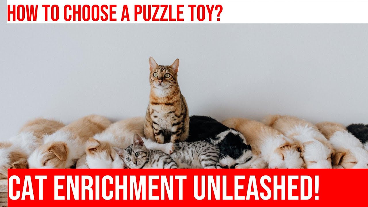How to Choose the Perfect Cat Food Puzzle Toy for Enrichment