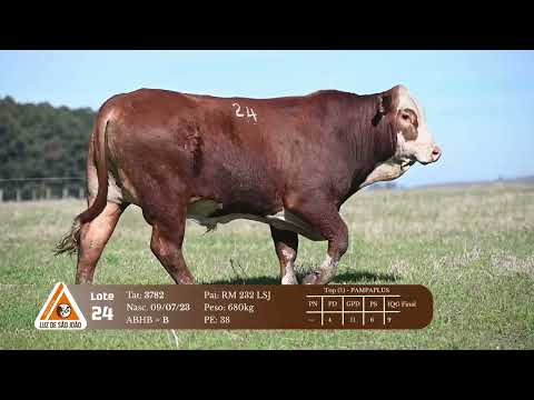 Lote 24