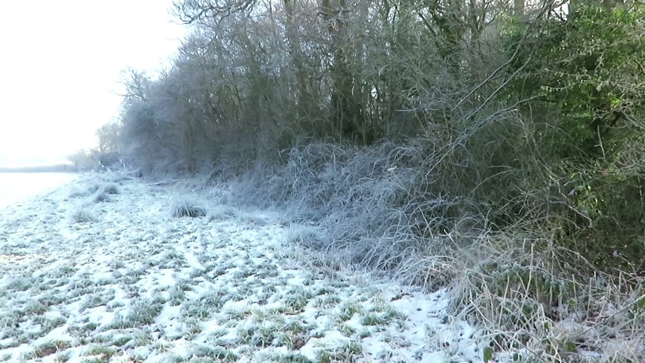 Pretty field covered in snow. 10 Jan 2025. Temp minus 6 C. (21F.)  