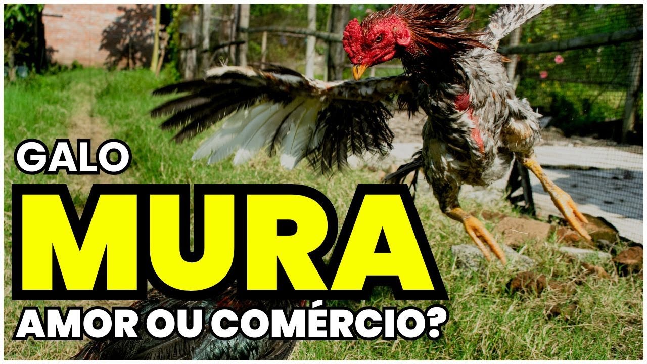 Galo Índio: Segredos da Criação, Manejo e Genética que impressionam!