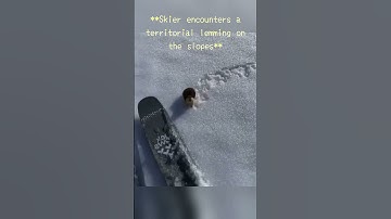 **Skier encounters a territorial lemming on the slopes**