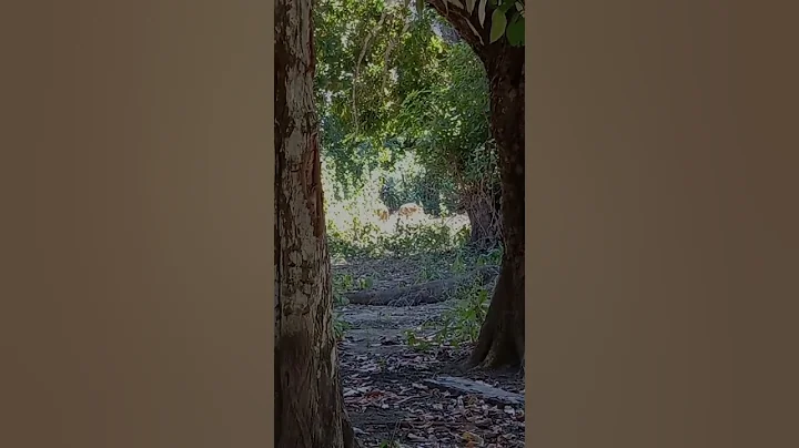 Komodo VS Goat #trending