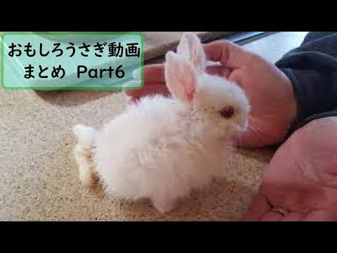 無料の動物画像 無料ダウンロードうさぎ おもしろ 画像 無料の動物画像 無料ダウンロードうさぎ おもしろ 画像