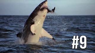 Top 10 Jumping Sharks!  Shark Breaches!  Shark Week