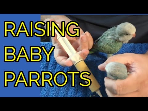 Video: Ta hand om Cockatiel Babies