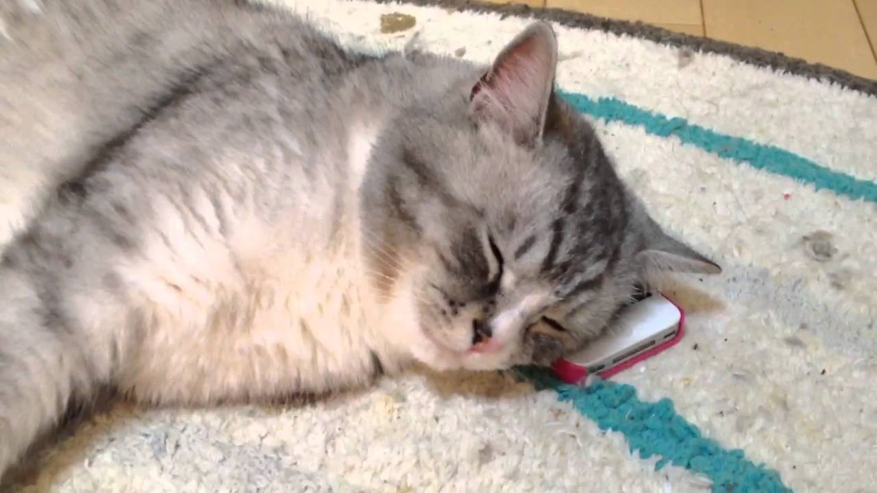 猫 かわいい イラスト スマホを枕にする猫 cat use a cell phone instead of a pillow