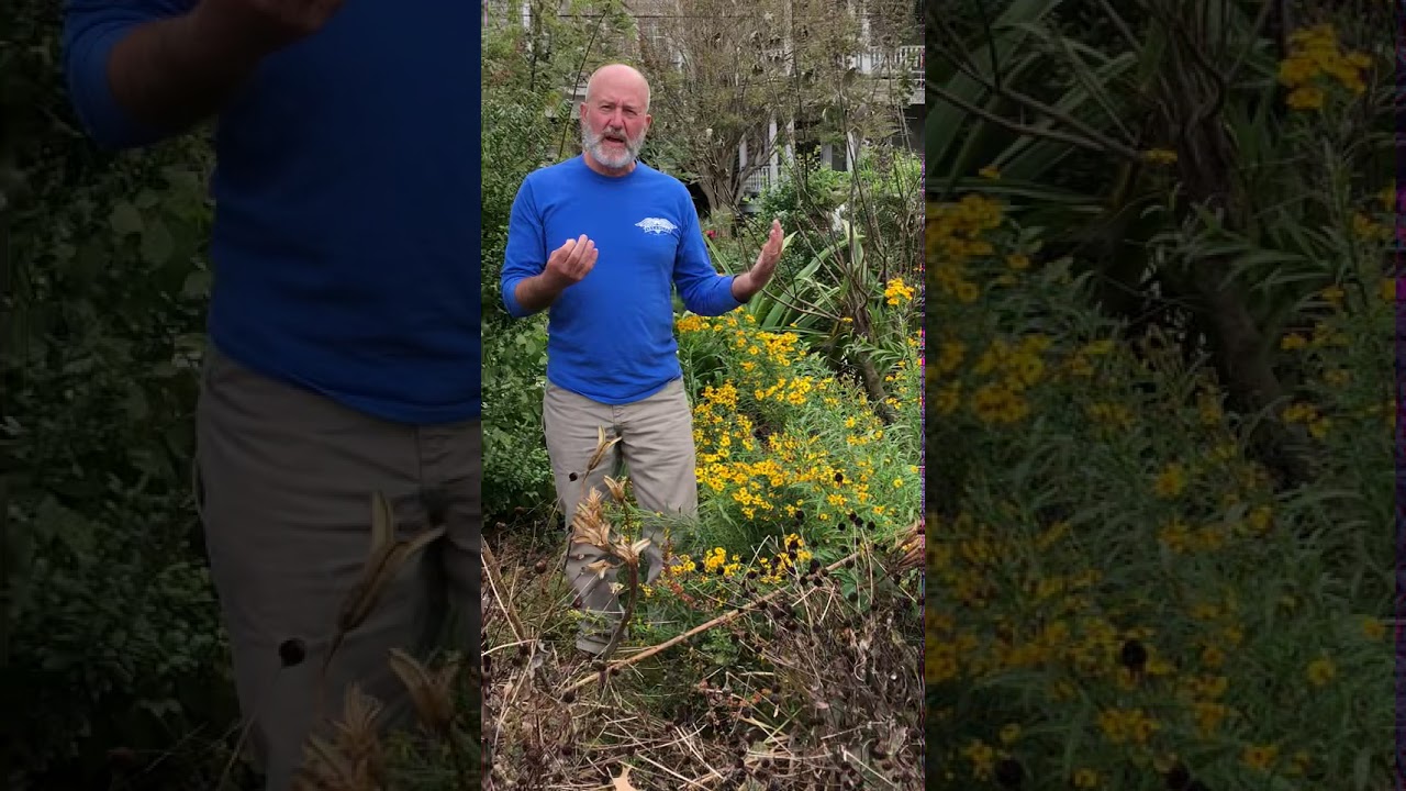 Jim's Tips and Tricks  Mexican Marigold