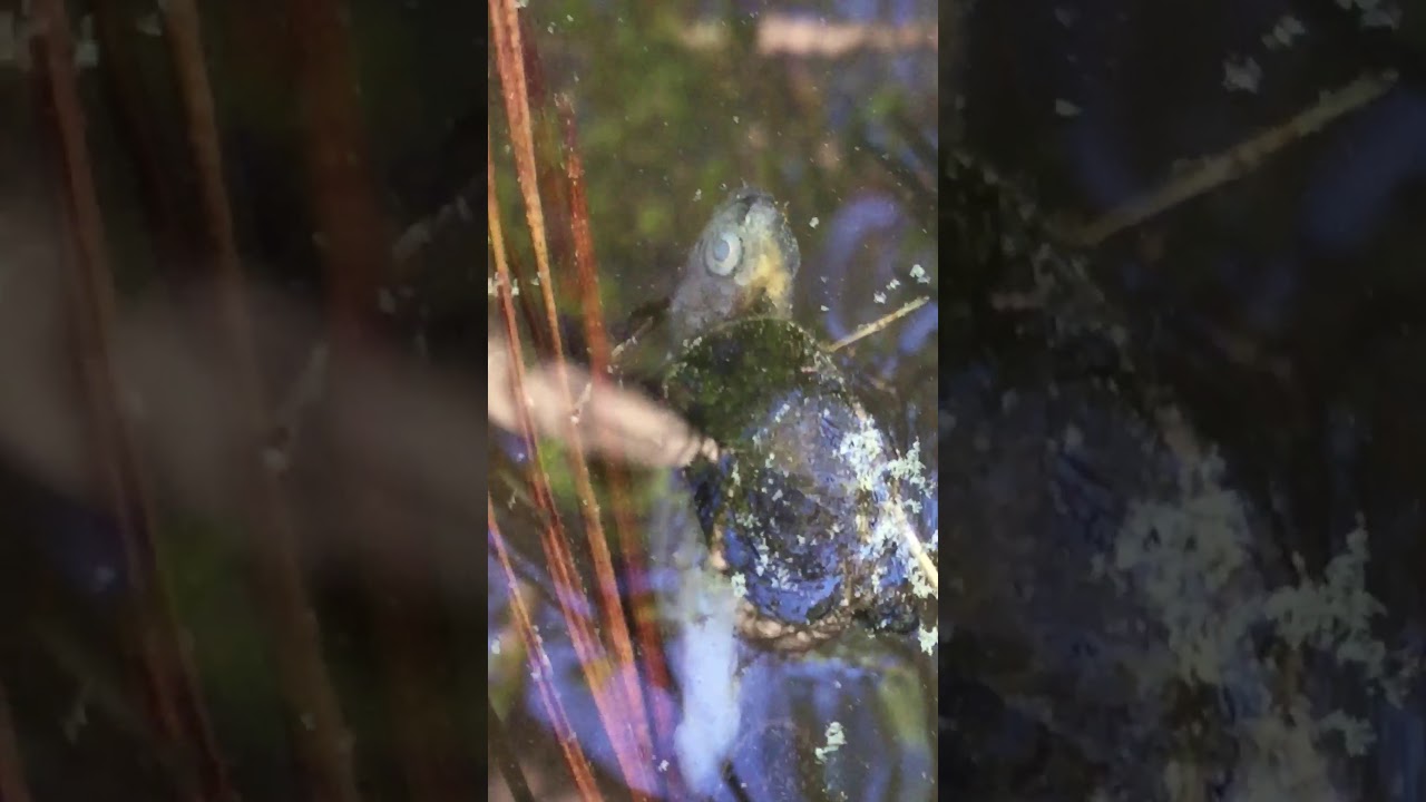 Pond snails eat dead fish in pond YouTube