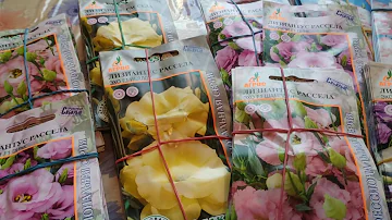 Семена Эустомы. Где купить?