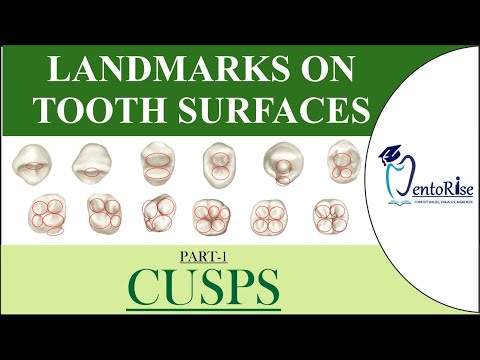 Video: Welke tanden zijn cuspidaten?
