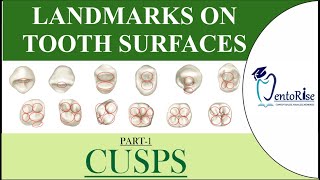 Landmarks on tooth surfaces |Part1| CUSPS | Dental Terminology | Tooth landmarks | Dental Anatomy