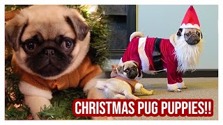 Christmas Pug Puppies!! - Doug The Pug