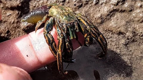 Qual o tipo de caranguejo que você quer pegar?