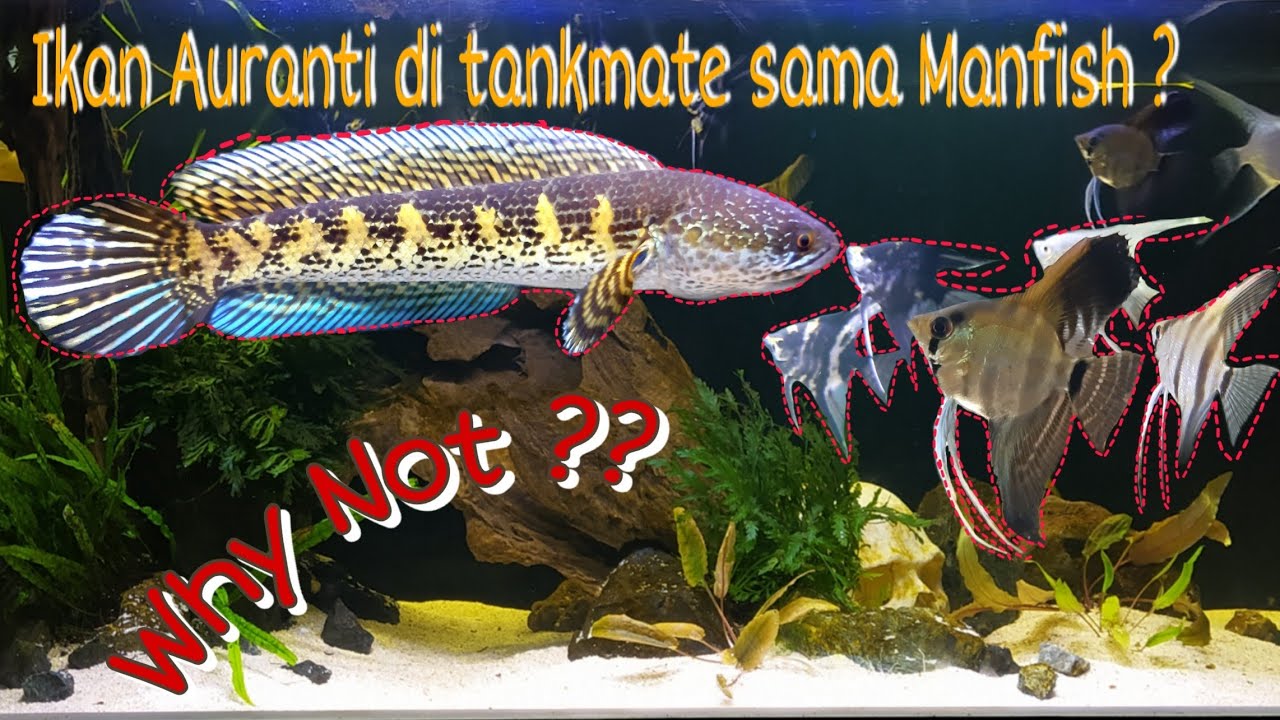 Setting Aquarium buat Channa Auranti | Tips