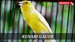 masteran KENARI GACOR disertai terapi air mengalir.