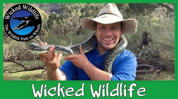 Diamond Pythons - Cold Weather Carpet Pythons