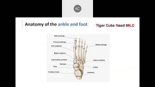 Appendicular Skeleton | Femur, Tibia, Fibula, Tarsals, Metatarsals, & Phalanges | Part 4