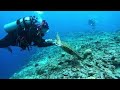 Scuba diver melts after friendly wild sea turtle captures her heart