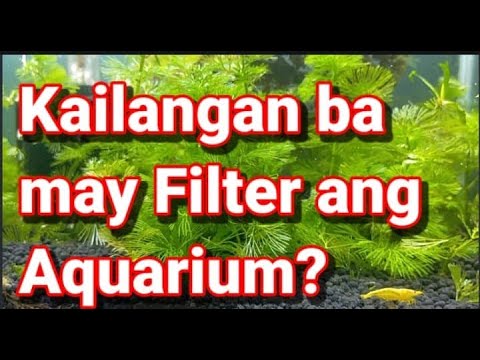 Video: Bakit Kailangan Mo Ng Isang Filter Ng Aquarium