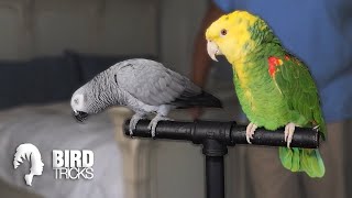 (Warning: GRAPHIC) Worst Amazon Parrot Bites To The Face