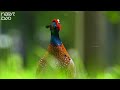 The Wild Call of the Pheasant – Nature Up Close