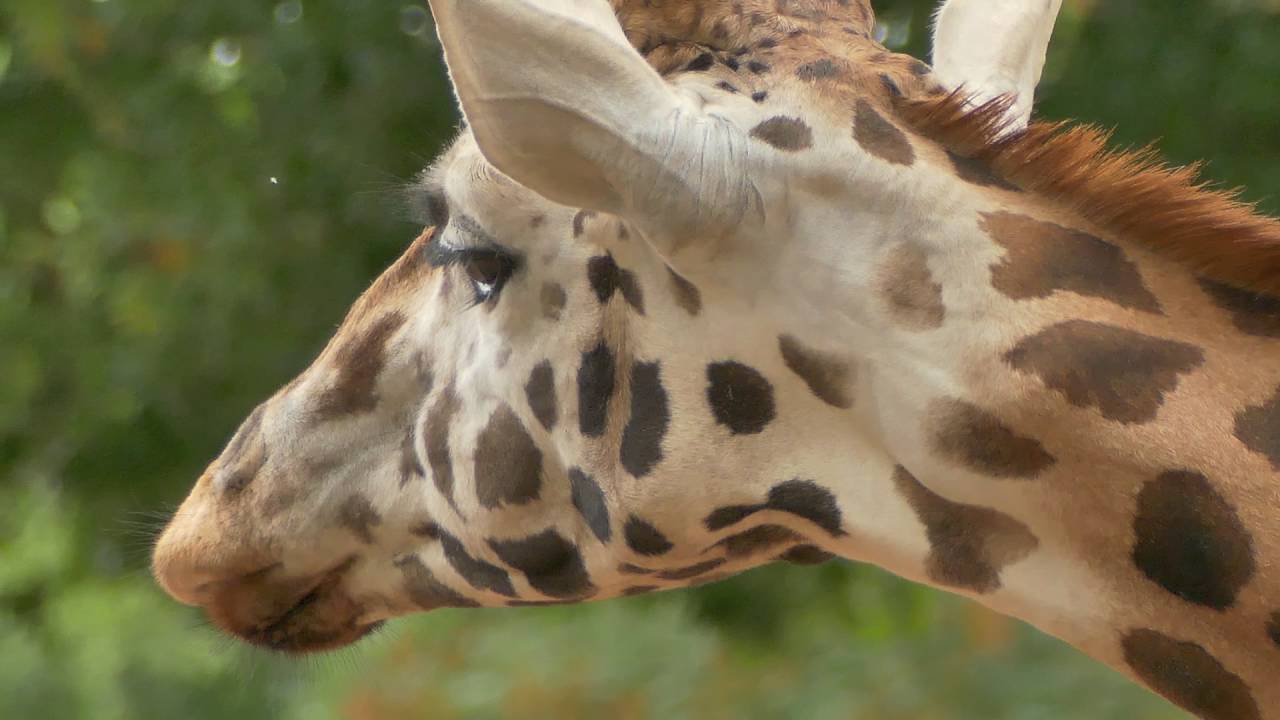 Welche Farbe Hat Eine Giraffenzunge