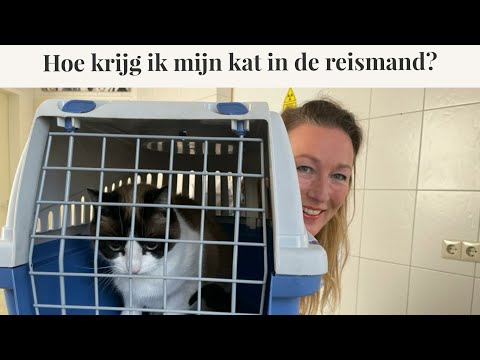 Video: Wat is 'n kat met oorkant?