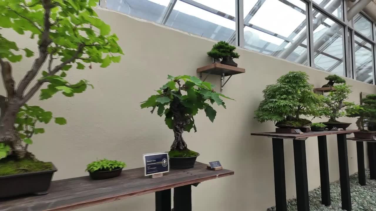 Bonsai tree hobby growing in popularity